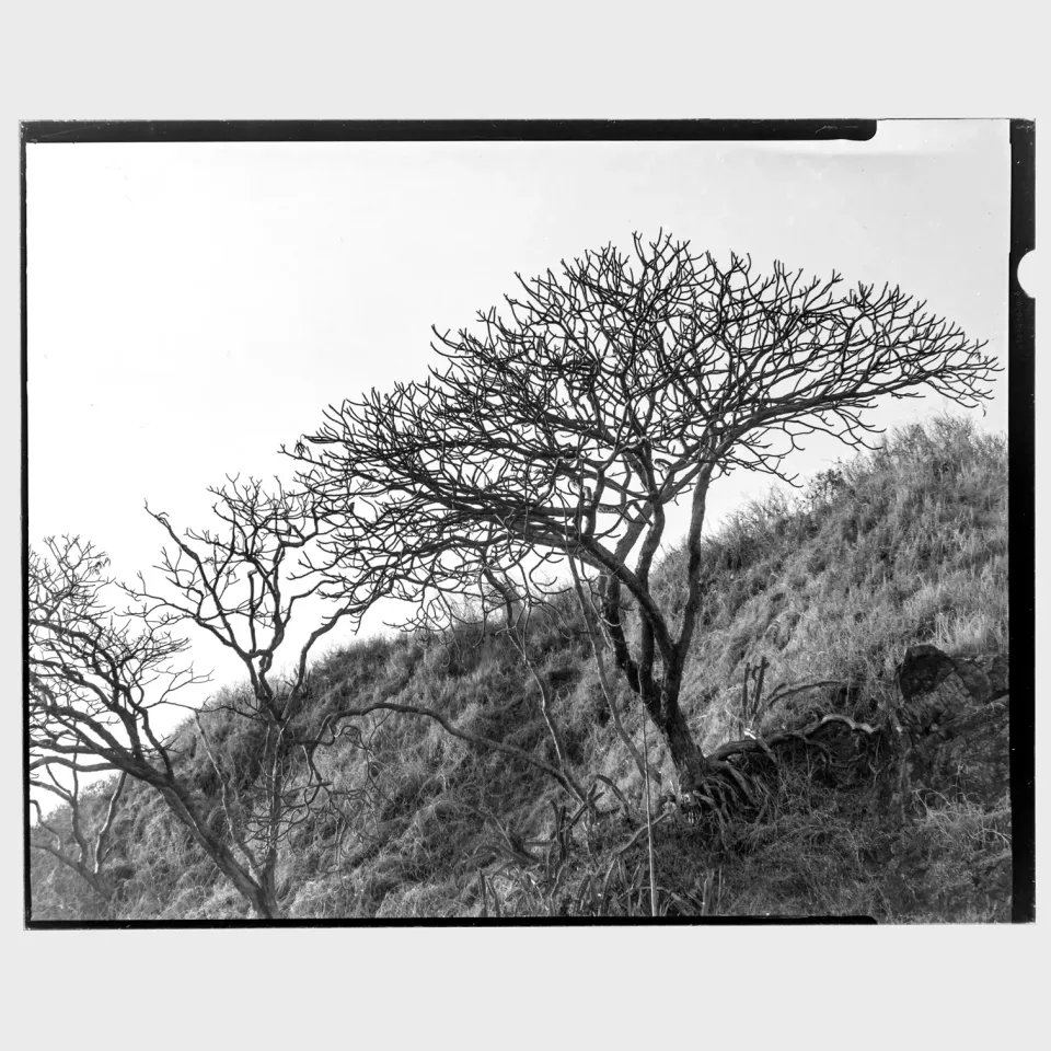 Камера большого формата 4x5