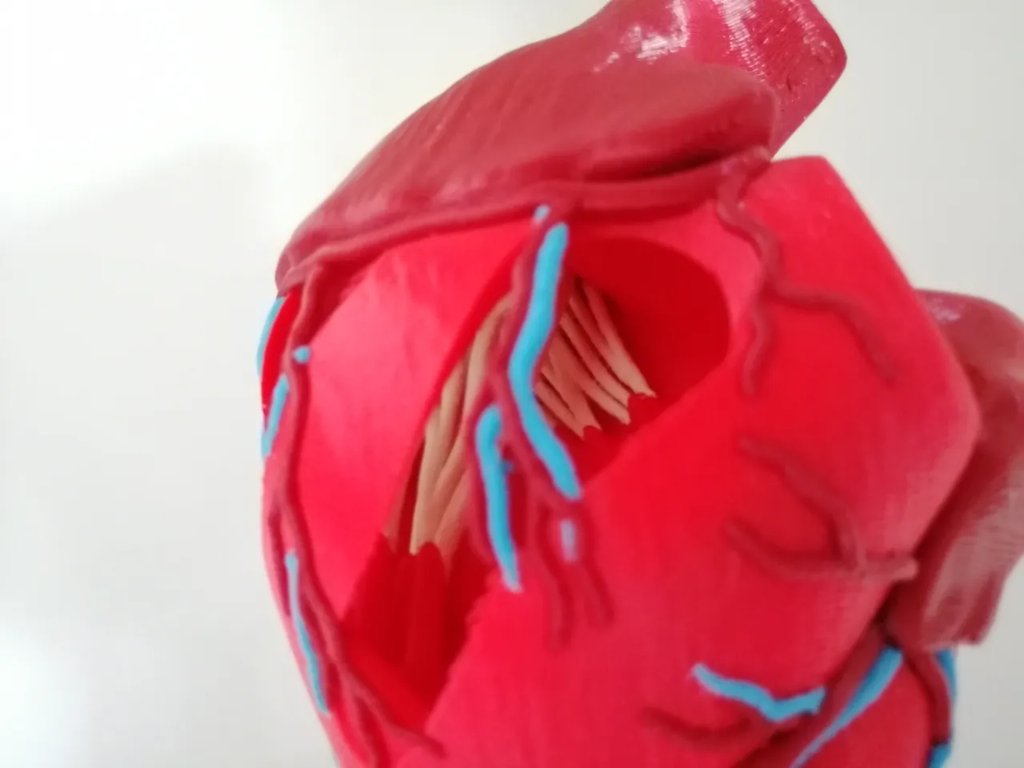 Анатомическое сердце (многоматериальная печать)