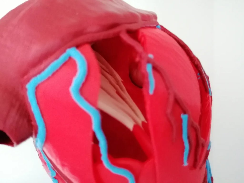 Анатомическое сердце (многоматериальная печать)