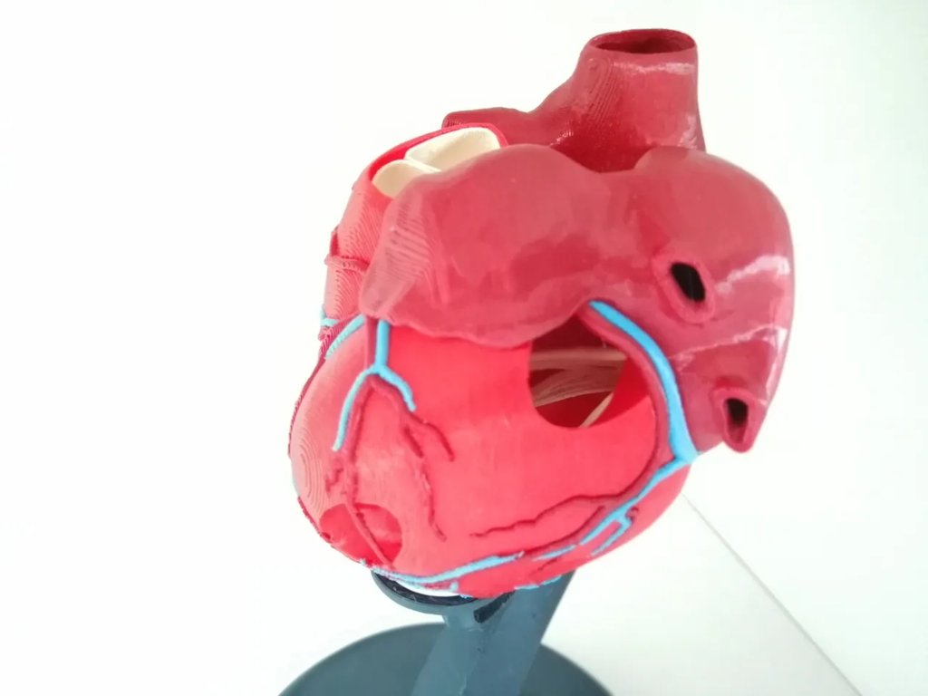 Анатомическое сердце (многоматериальная печать)