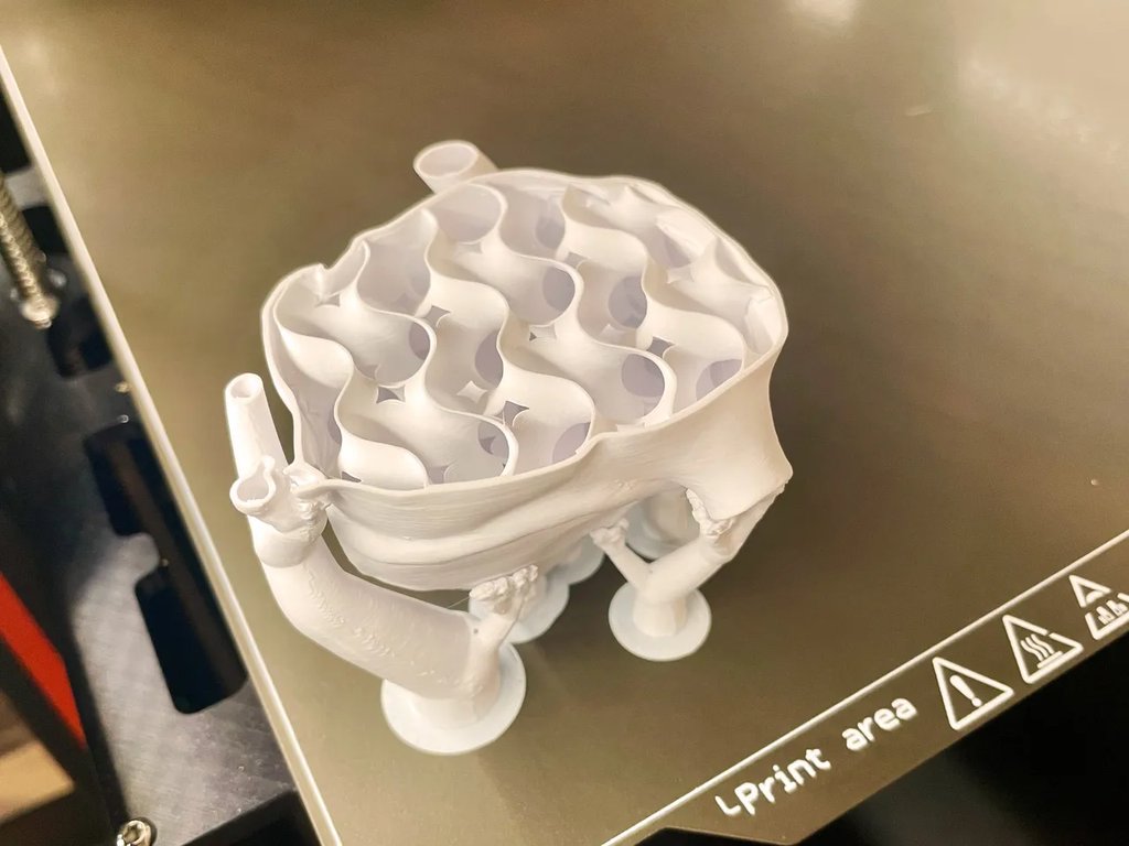 Анатомическое сердце