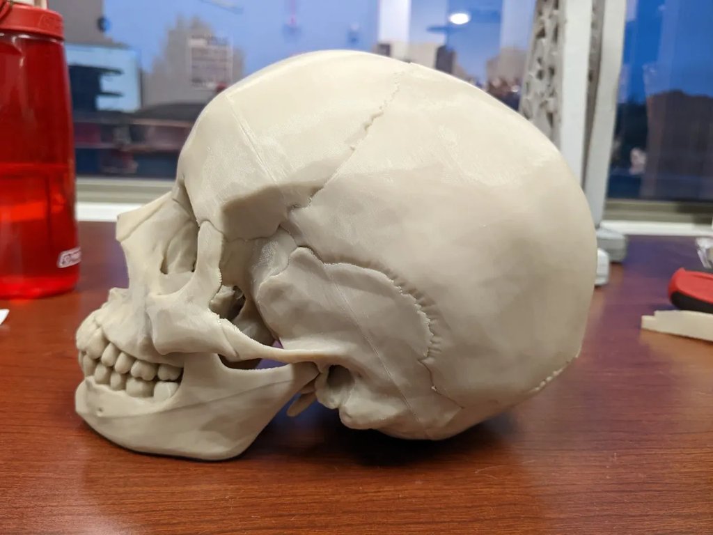 Анатомически точный человеческий череп - Re-Cut