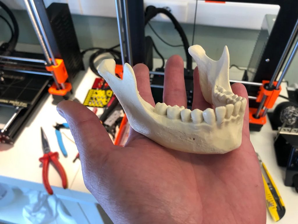 Человеческий череп, анатомически точный