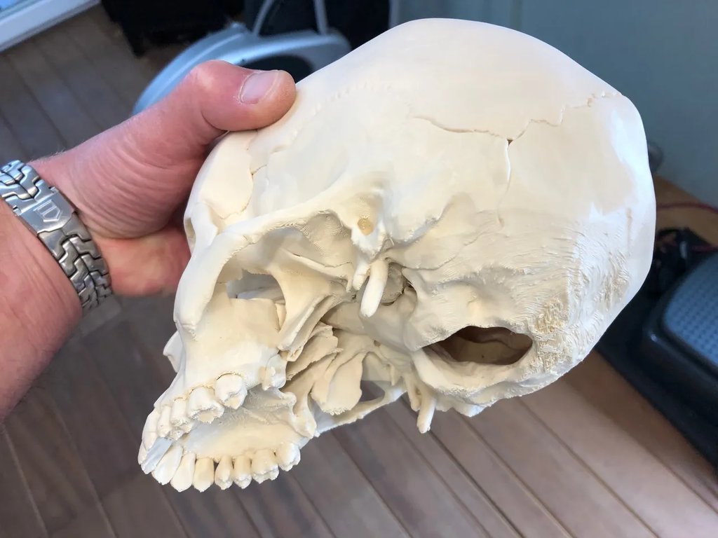 Человеческий череп, анатомически точный