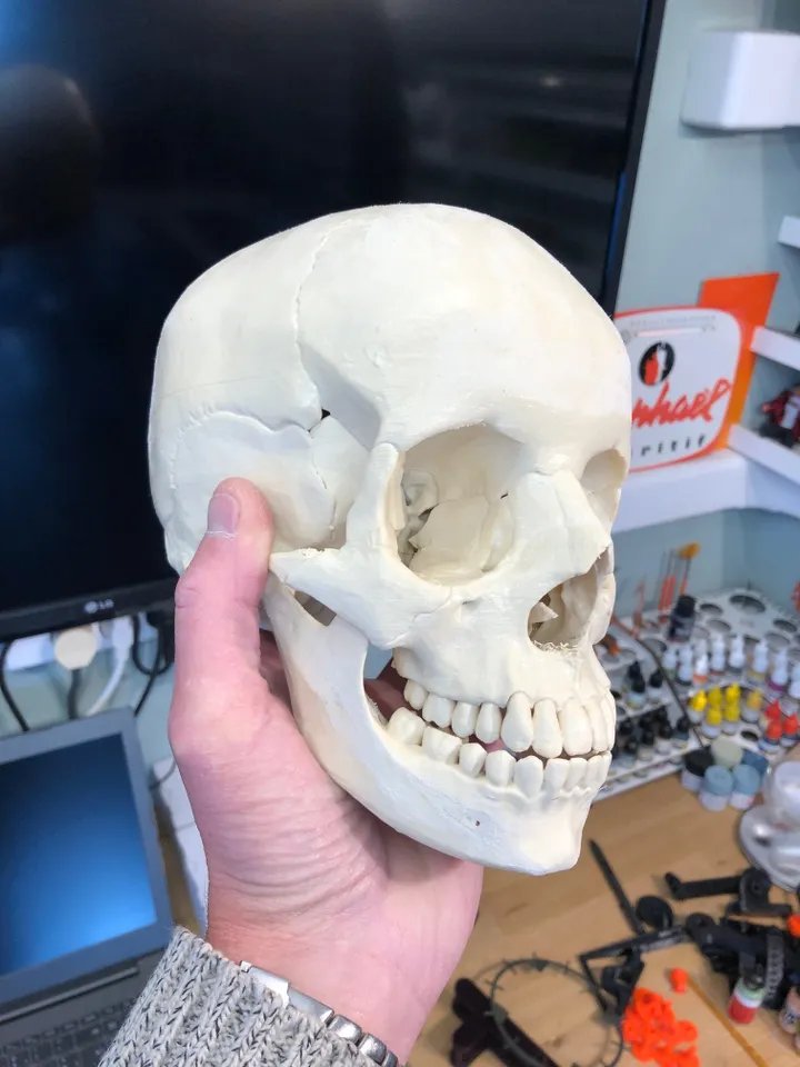 Человеческий череп, анатомически точный