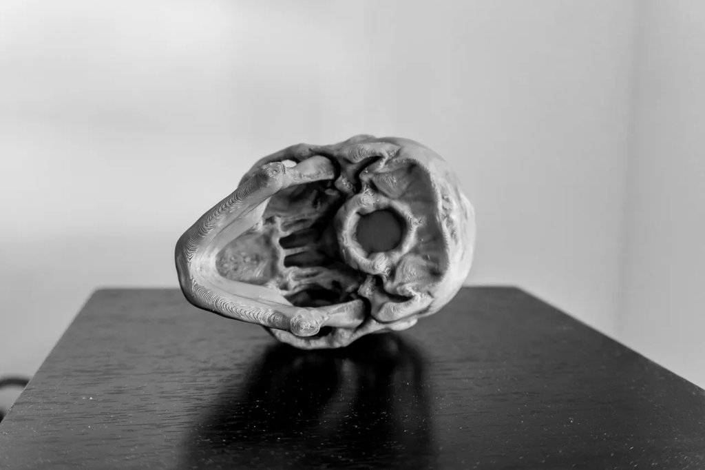 Череп Версия 1.1